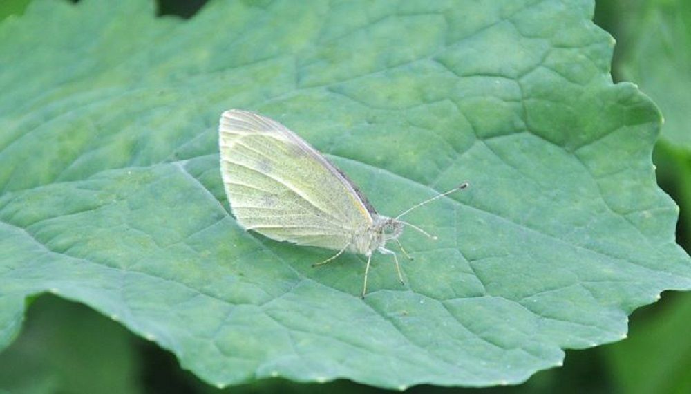 Adult small white butterfly
